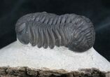 Very Detailed Phacops Trilobite #7815-2